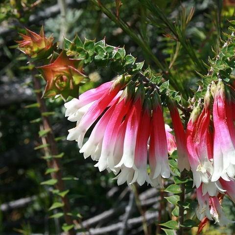 Fuchsia heath in the GardenTags plant encyclopedia