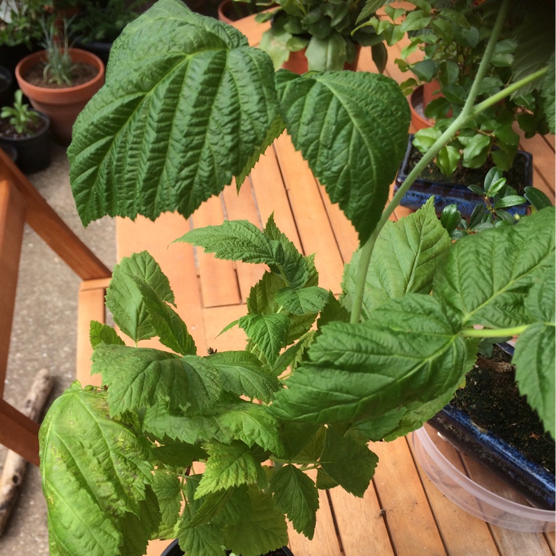 Raspberry Autumn Gold in the GardenTags plant encyclopedia