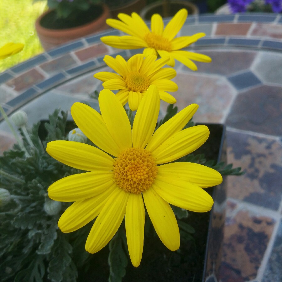 Grey-leaved Euryops Silver Star in the GardenTags plant encyclopedia