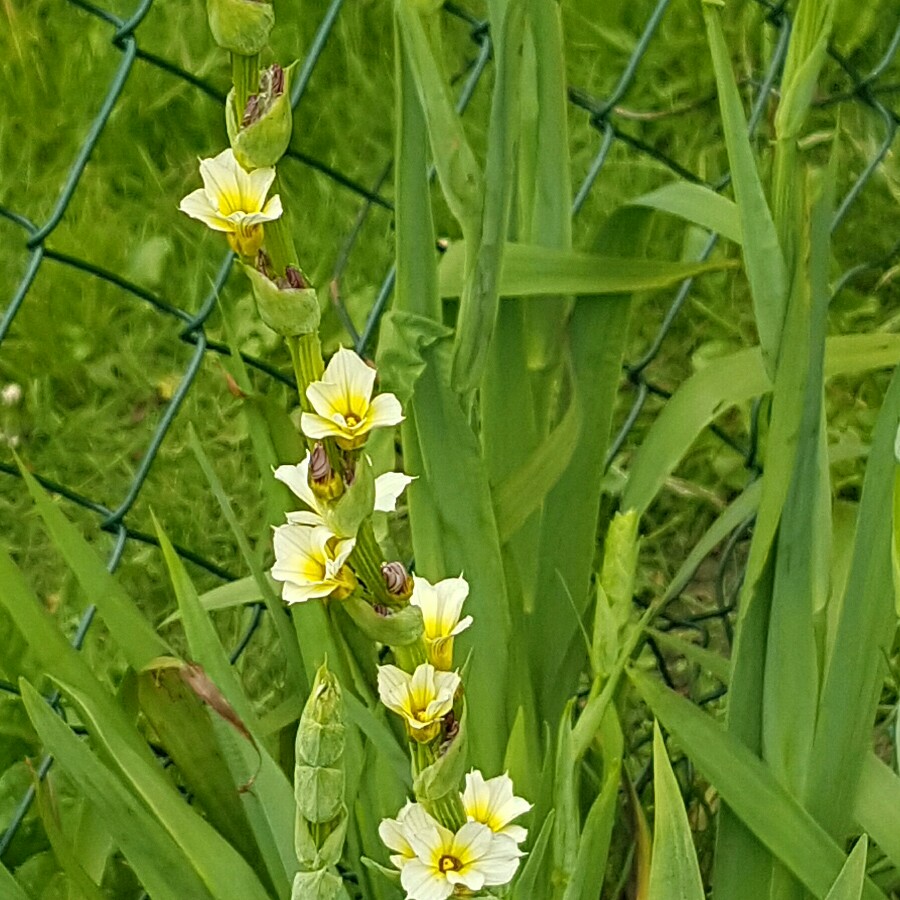 Yellow Eyed Grass in the GardenTags plant encyclopedia