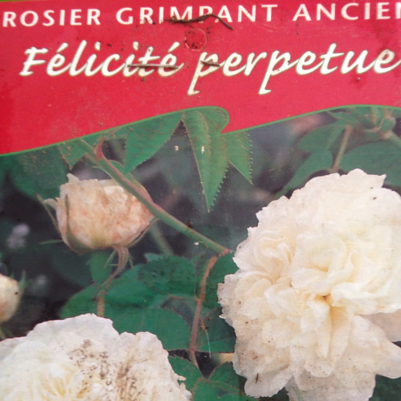 Rose Félicité-Perpétue (Rambler) in the GardenTags plant encyclopedia