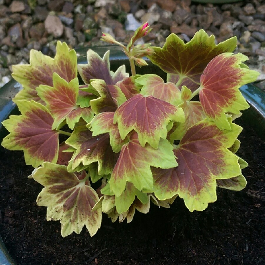 Pelargonium Lotusland (Dwarf Stellar Coloured) in the GardenTags plant encyclopedia