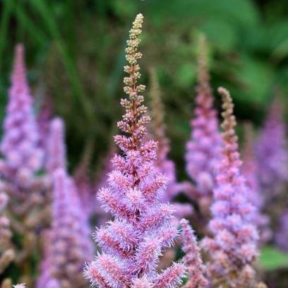 Chinese astilbe in the GardenTags plant encyclopedia