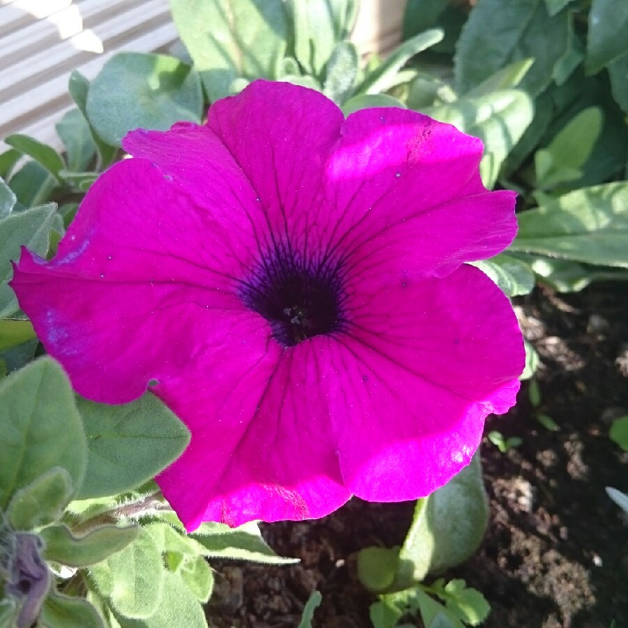 Giant Petunia in the GardenTags plant encyclopedia