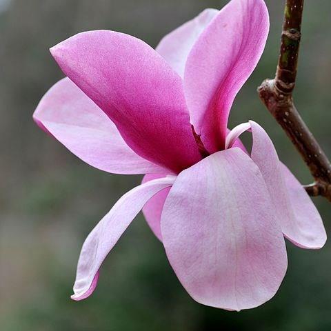 Goblet Magnolia in the GardenTags plant encyclopedia