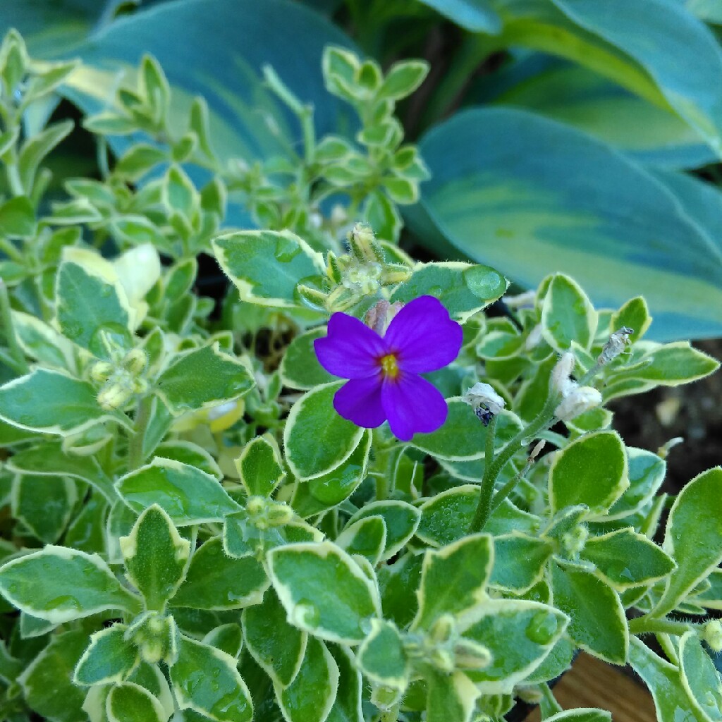 Rock Cress Silver Variegated in the GardenTags plant encyclopedia