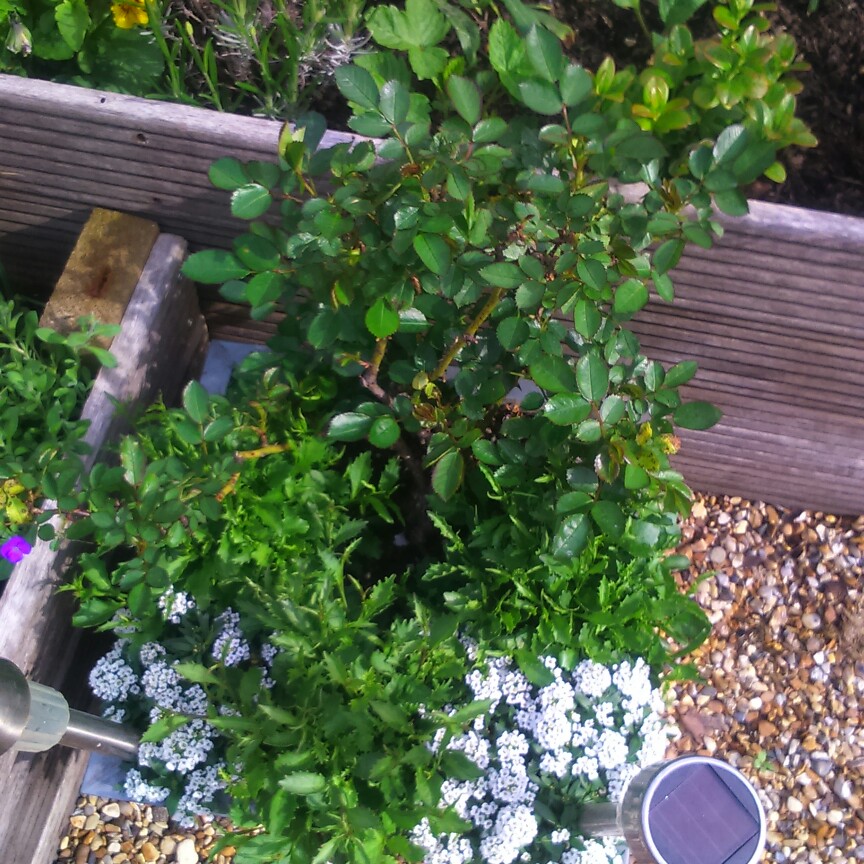 Little Sunset Patio Rose in the GardenTags plant encyclopedia