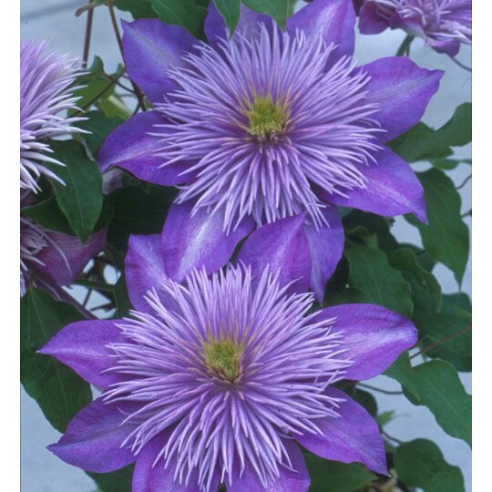 Clematis Crystal Fountain in the GardenTags plant encyclopedia