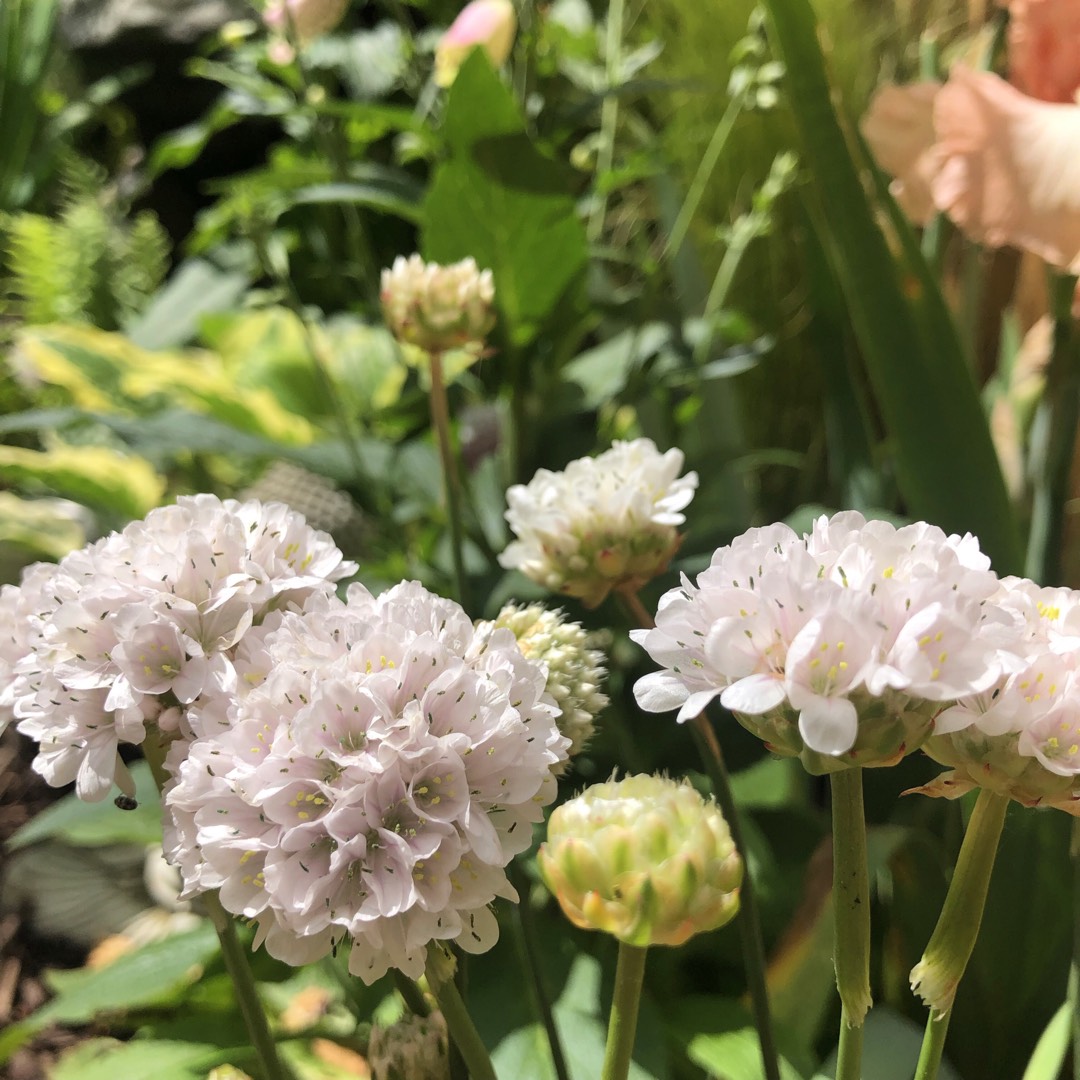 Great Thrift Ballerina White in the GardenTags plant encyclopedia