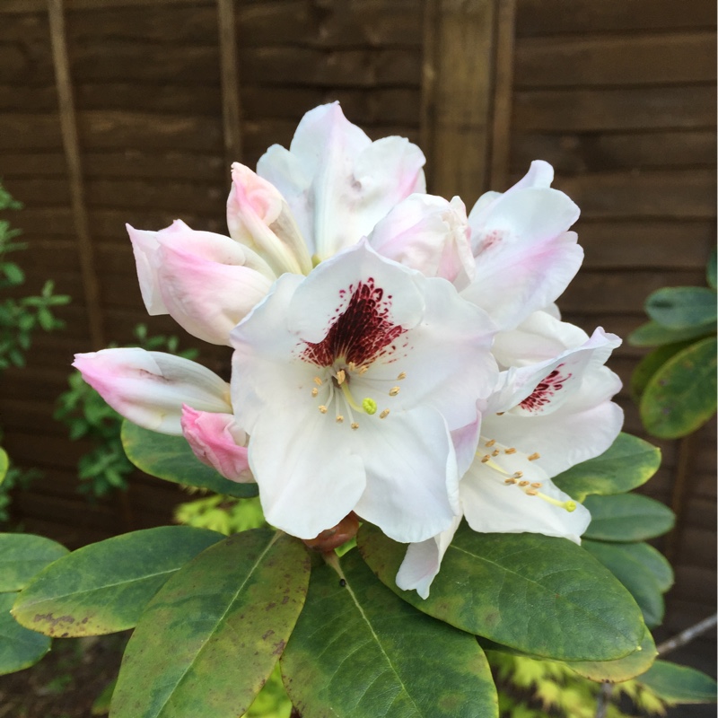 Rhododendron Peeping Tom in the GardenTags plant encyclopedia