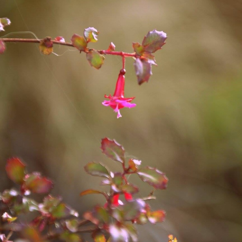 Fuchsia Reflexa in the GardenTags plant encyclopedia