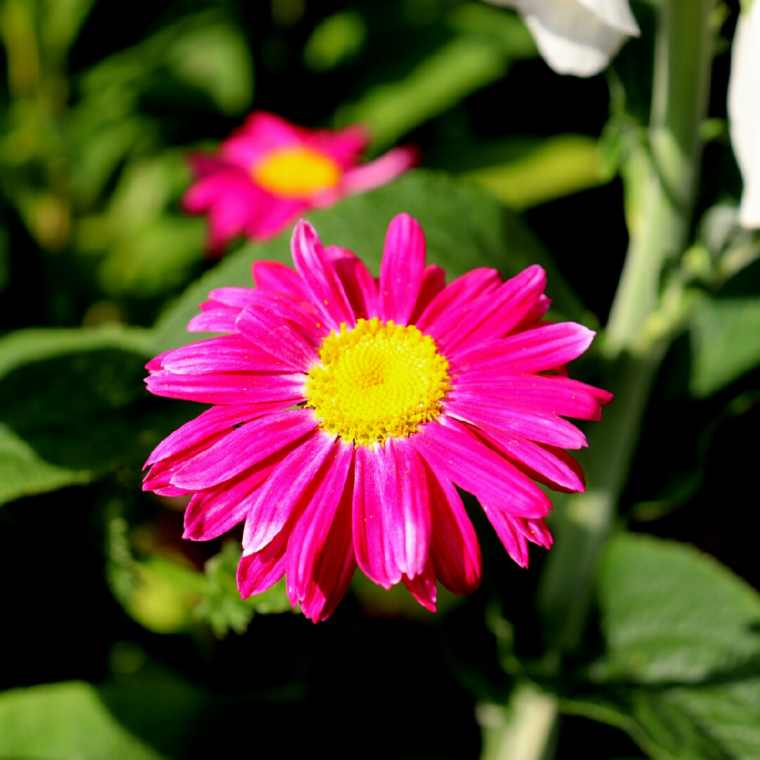 Painted Daisy Robinsons Pink in the GardenTags plant encyclopedia