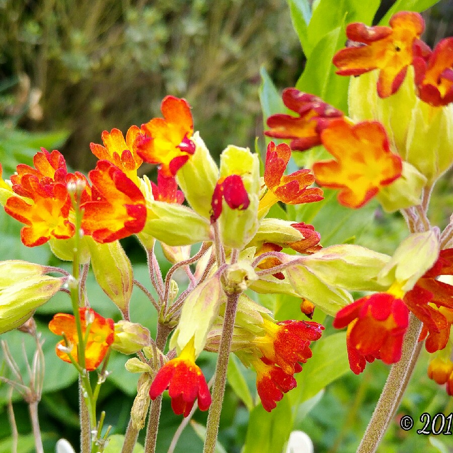 Red Cowslip in the GardenTags plant encyclopedia