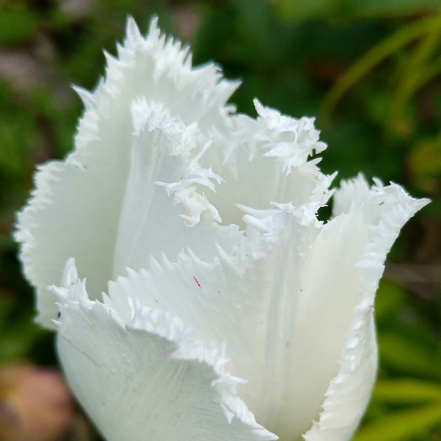 Tulip Swan Wings (Fringed) in the GardenTags plant encyclopedia