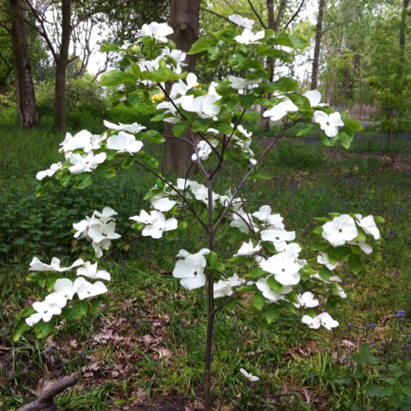 Flowering Dogwood in the GardenTags plant encyclopedia