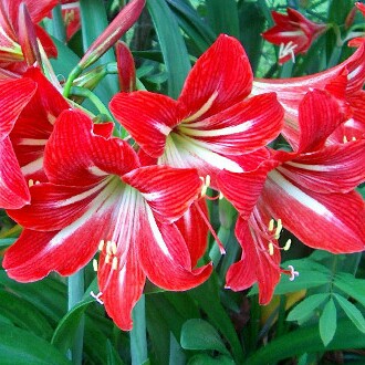 Hippeastrum Minerva in the GardenTags plant encyclopedia