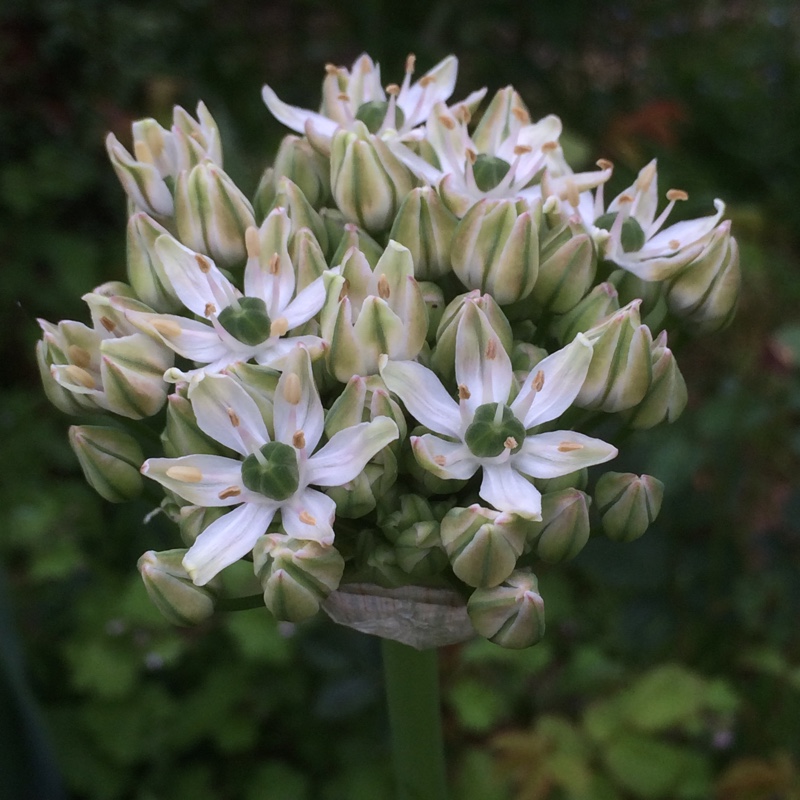 Allium (Species) Black Garlic in the GardenTags plant encyclopedia