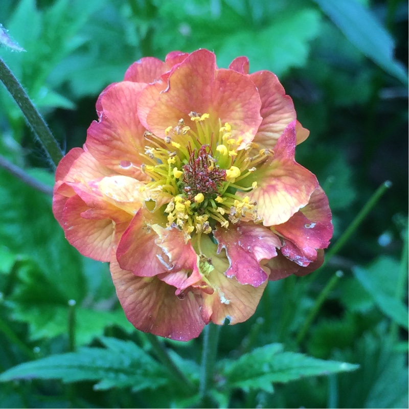 Avens Alabama Slammer in the GardenTags plant encyclopedia