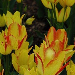 Tulip Georgette (Single Late) in the GardenTags plant encyclopedia