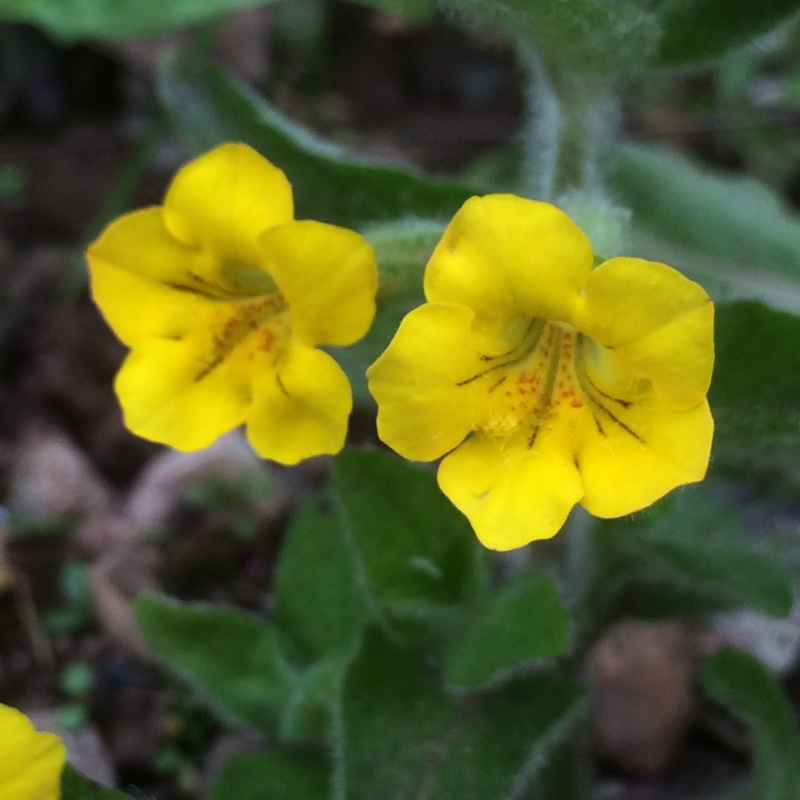 Muskflower in the GardenTags plant encyclopedia