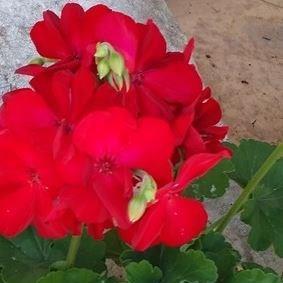 Pelargonium Big Red (Interspecific) in the GardenTags plant encyclopedia