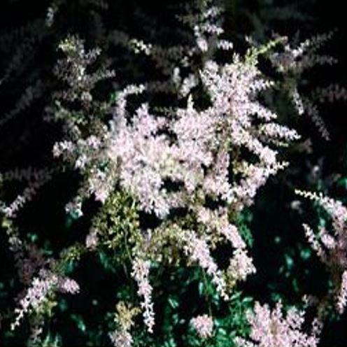 Dwarf False goats beard Sprite in the GardenTags plant encyclopedia