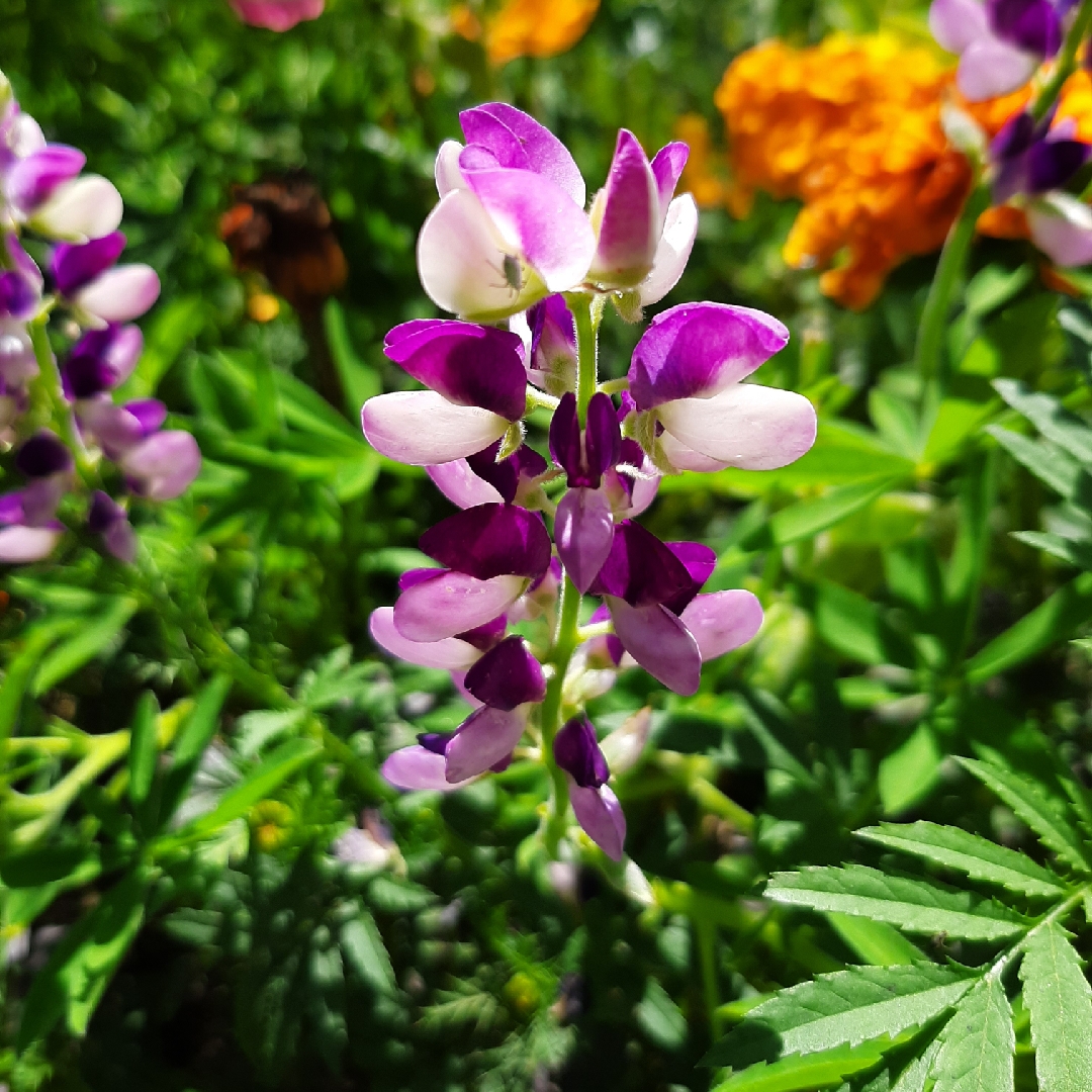 Chamisso Bush Lupin in the GardenTags plant encyclopedia