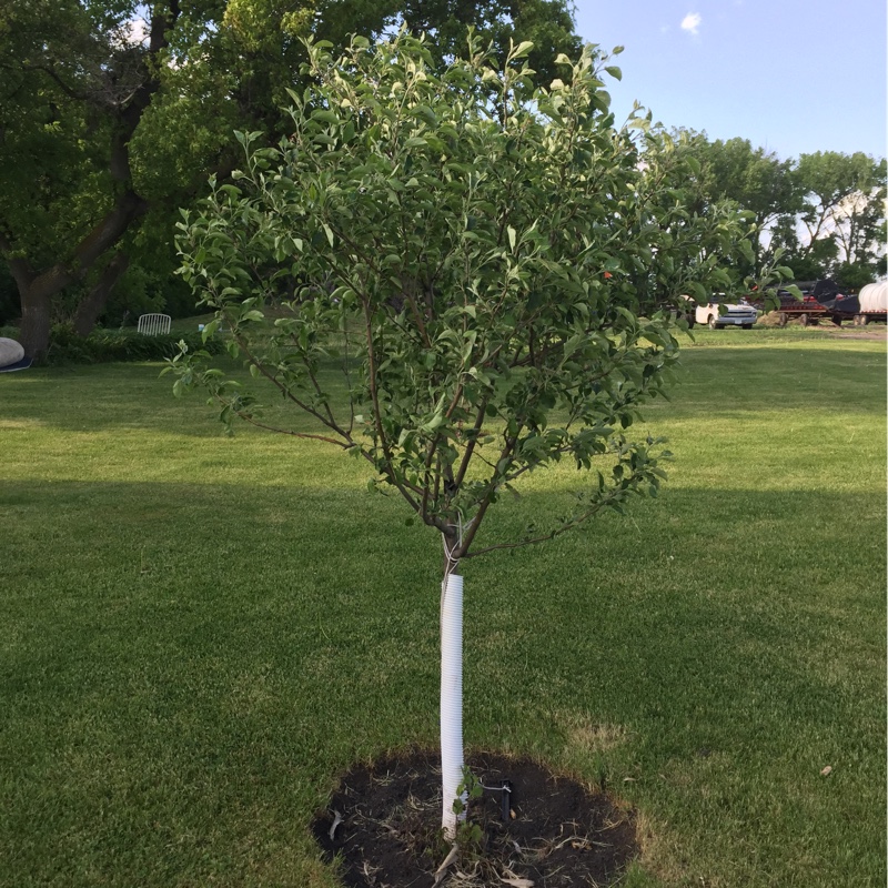 Malus domestica 'Haralson', Apple 'Haralson' in GardenTags plant ...