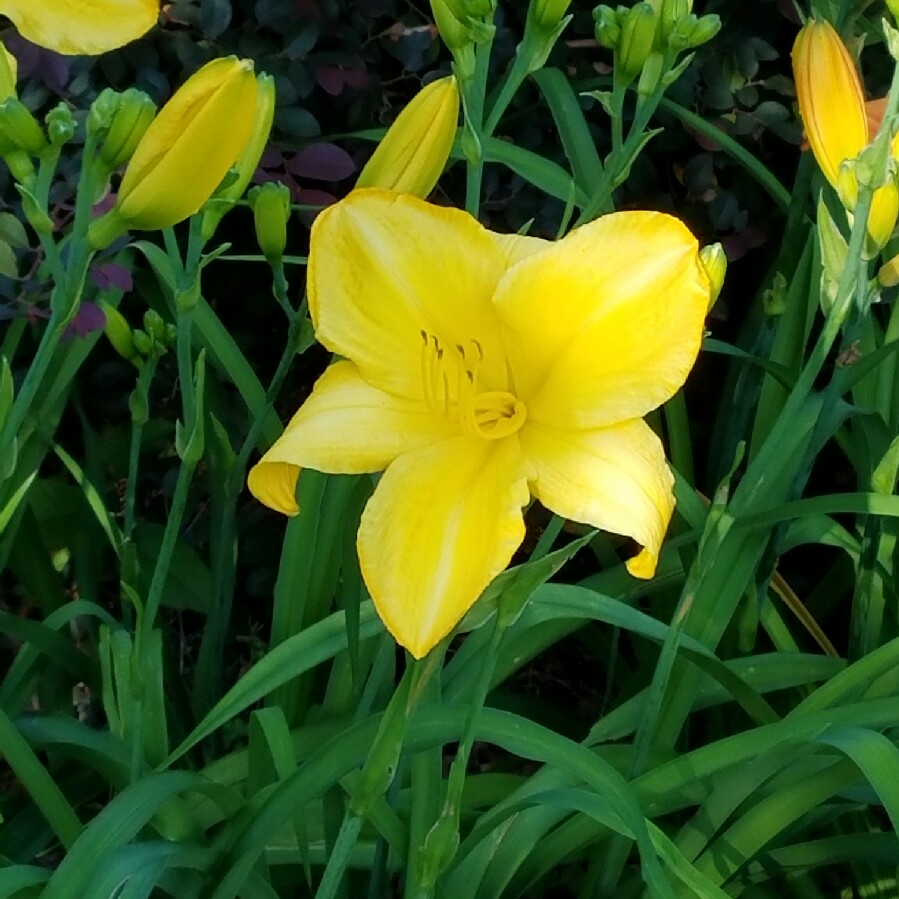 Daylily Bonnie John Seton in the GardenTags plant encyclopedia