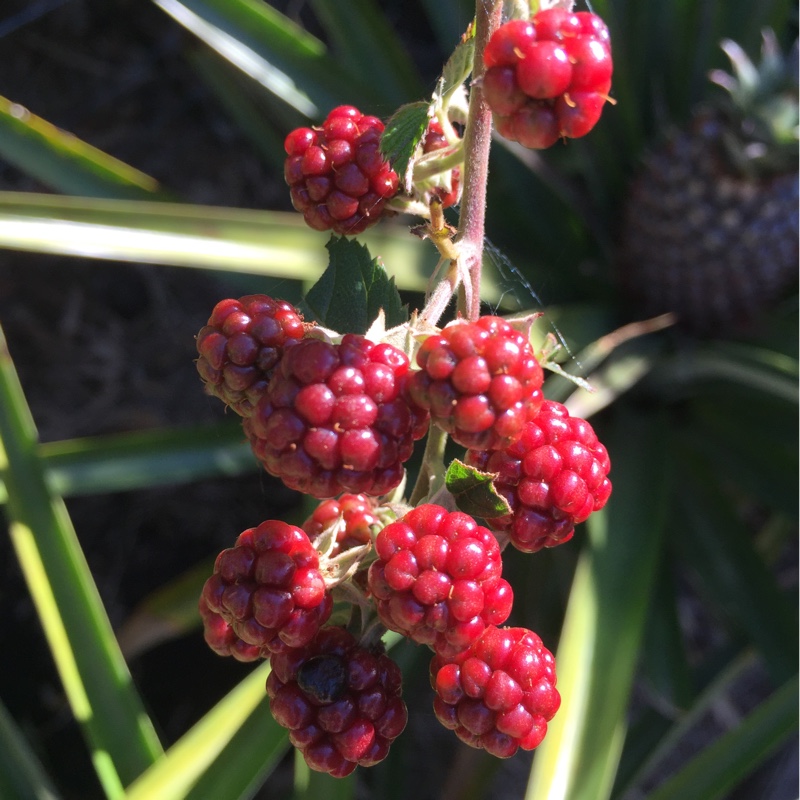 Thornless Loganberry in the GardenTags plant encyclopedia