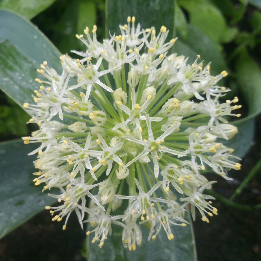 Allium Ivory Queen in the GardenTags plant encyclopedia