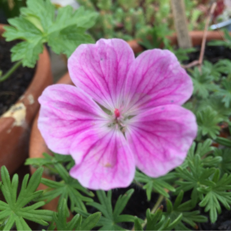 Geranium Sange Elke in the GardenTags plant encyclopedia