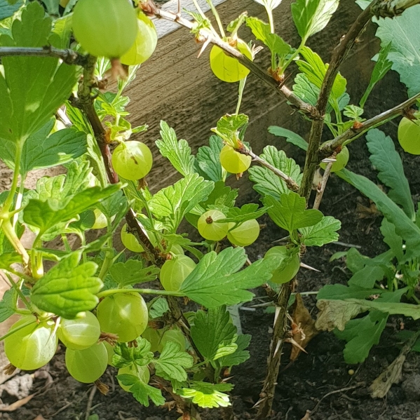 Gooseberry in the GardenTags plant encyclopedia