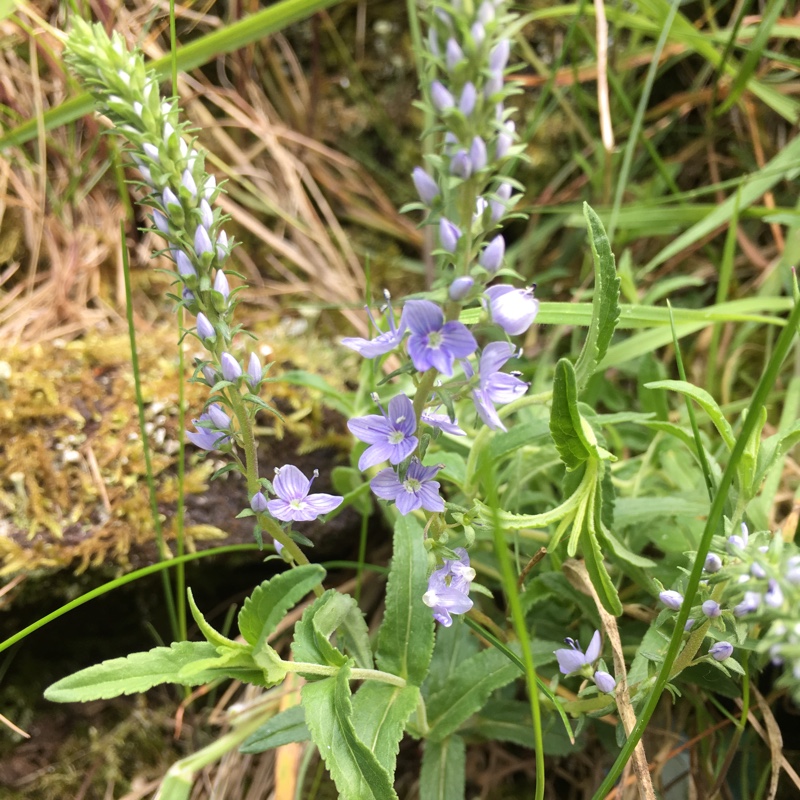 Heath Speedwell in the GardenTags plant encyclopedia