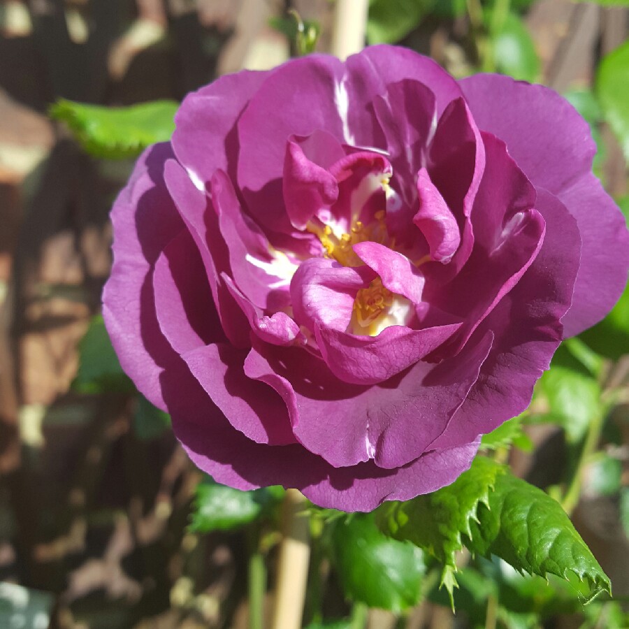 Rose Rhapsody in Blue (Shrub) in the GardenTags plant encyclopedia