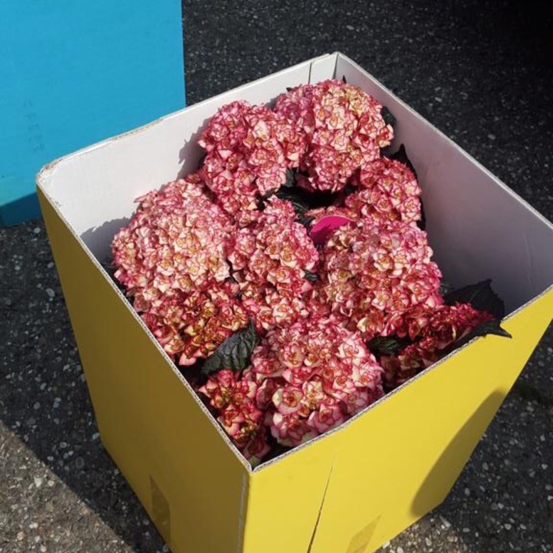 Hydrangea Miss Saori in the GardenTags plant encyclopedia