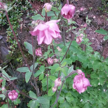 Columbine Pink Flamingo in the GardenTags plant encyclopedia