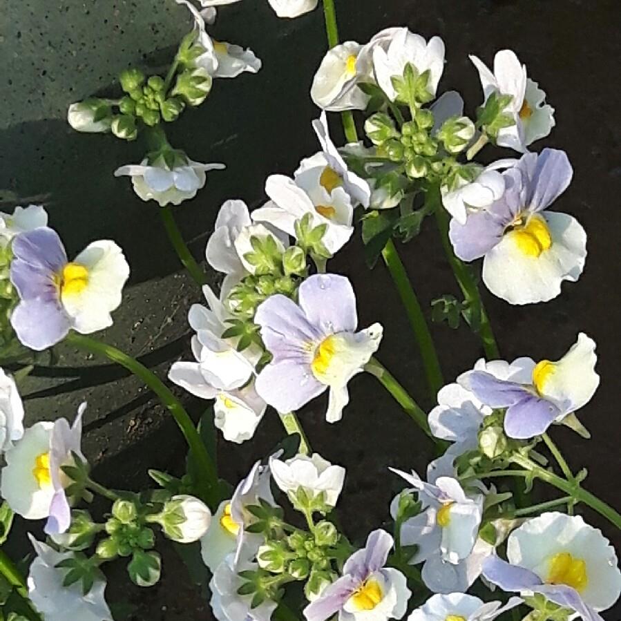 Nemesia Easter Bonnet in the GardenTags plant encyclopedia