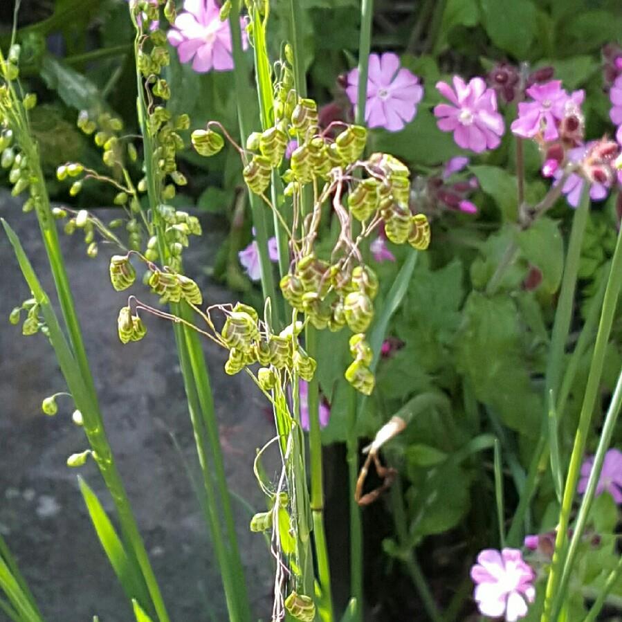 Quaking Grass in the GardenTags plant encyclopedia