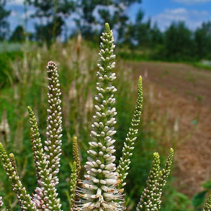 Culvers root in the GardenTags plant encyclopedia