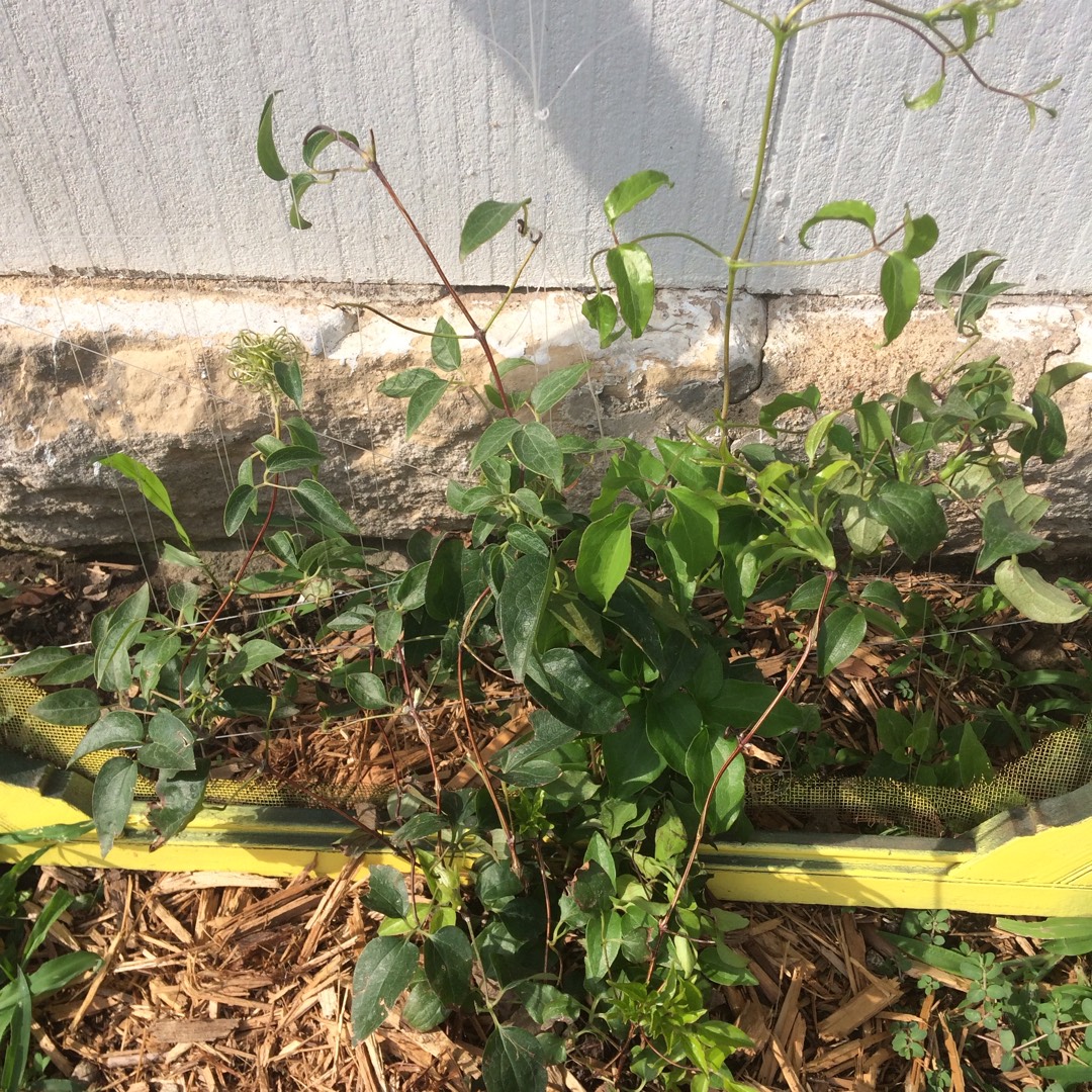 Clematis hybrid H. F. Young in the GardenTags plant encyclopedia