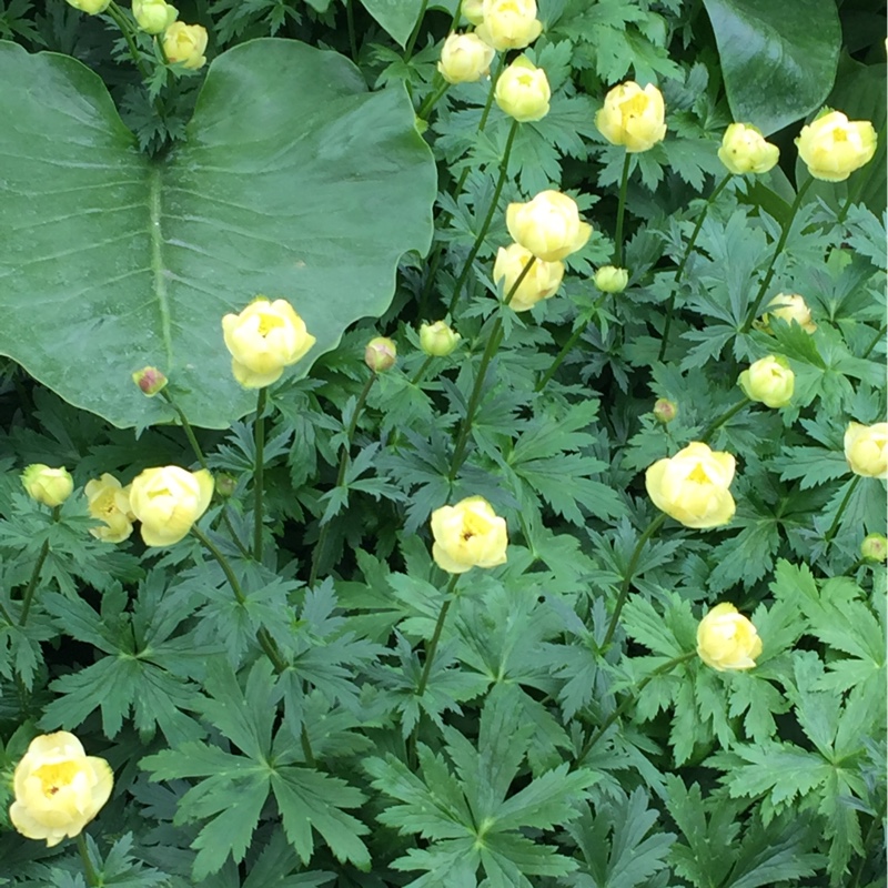 Globe Flower Cheddar in the GardenTags plant encyclopedia