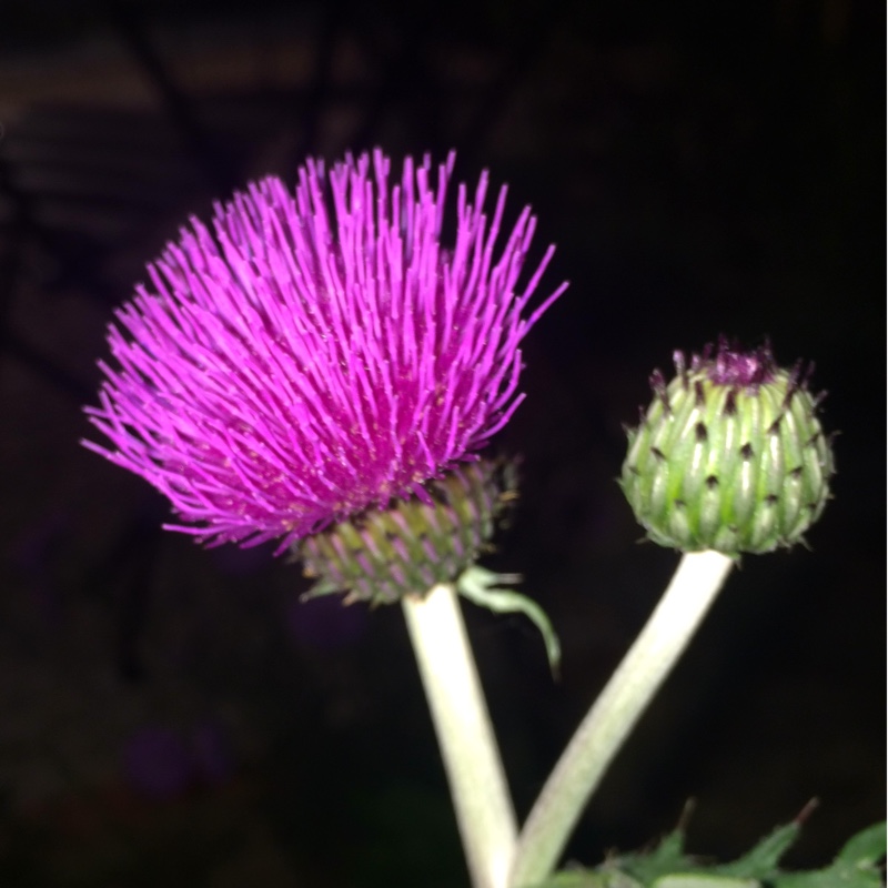 Plume Thistle Trevors Blue Wonder in the GardenTags plant encyclopedia