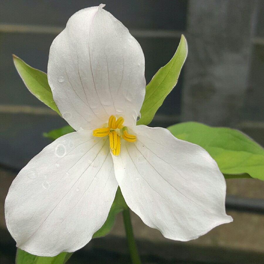 Trillium in the GardenTags plant encyclopedia