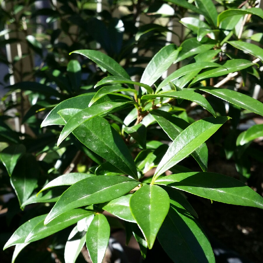 Rio Grande Cherry in the GardenTags plant encyclopedia