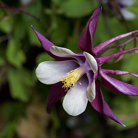 Columbine Magpie in the GardenTags plant encyclopedia