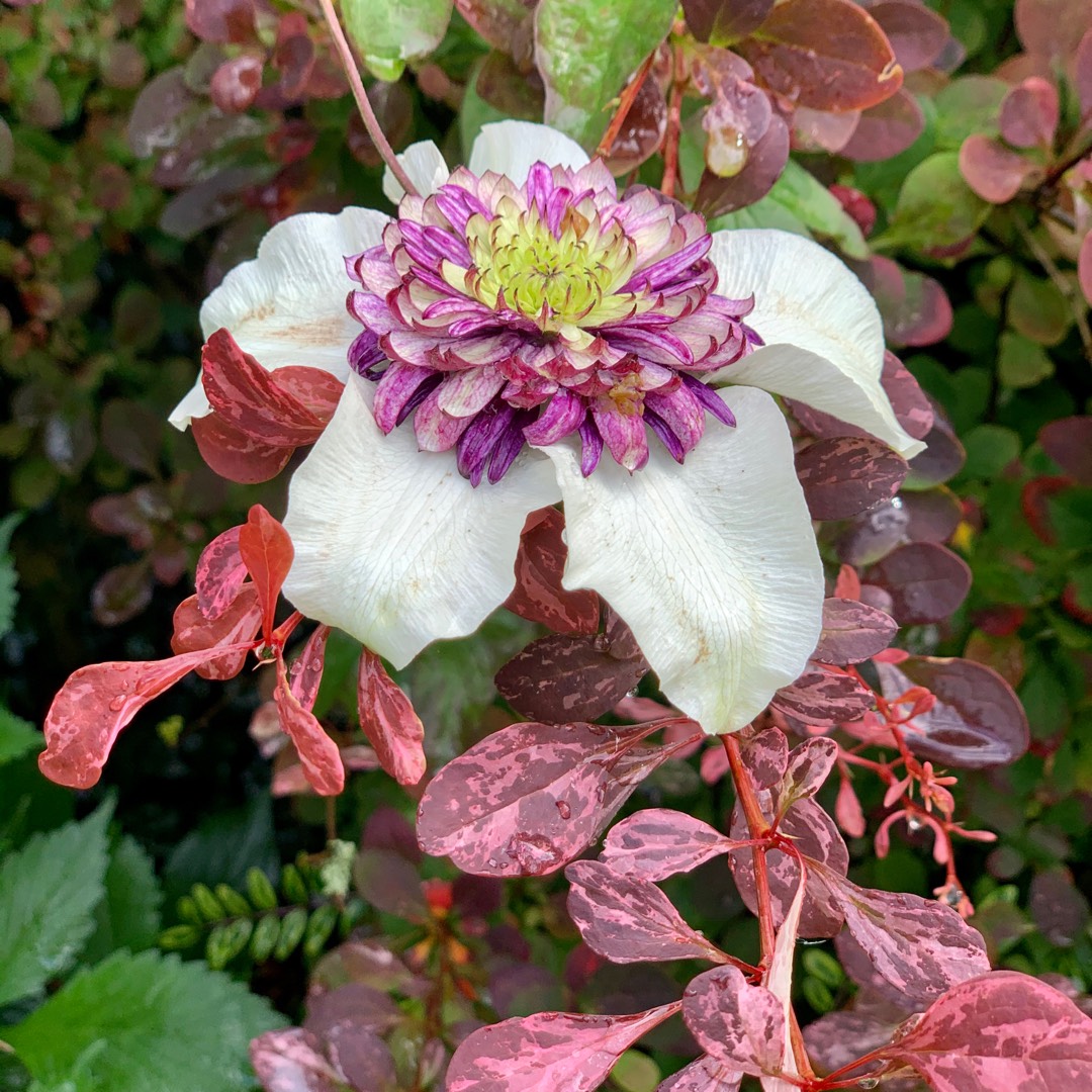 Clematis Viennetta™ in the GardenTags plant encyclopedia