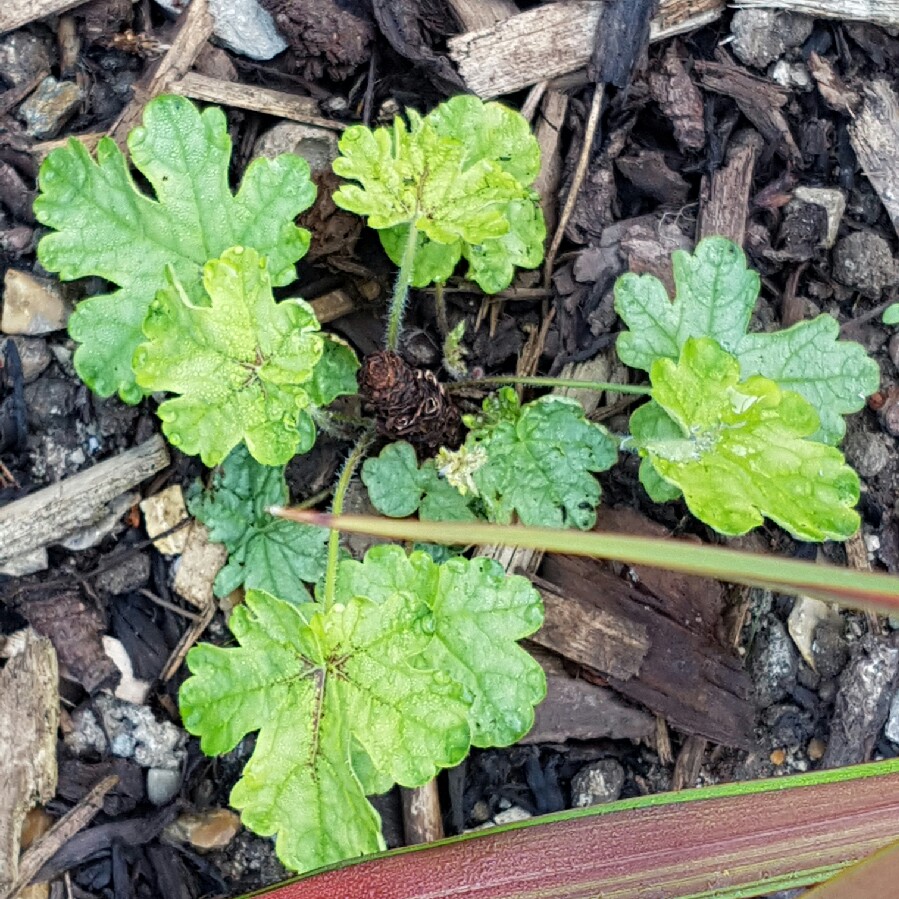 Foamy Bells Tapestry in the GardenTags plant encyclopedia