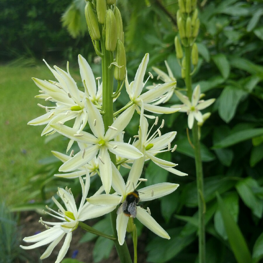 Camassia (Species) Californian White-Flowered Quamash in the GardenTags plant encyclopedia