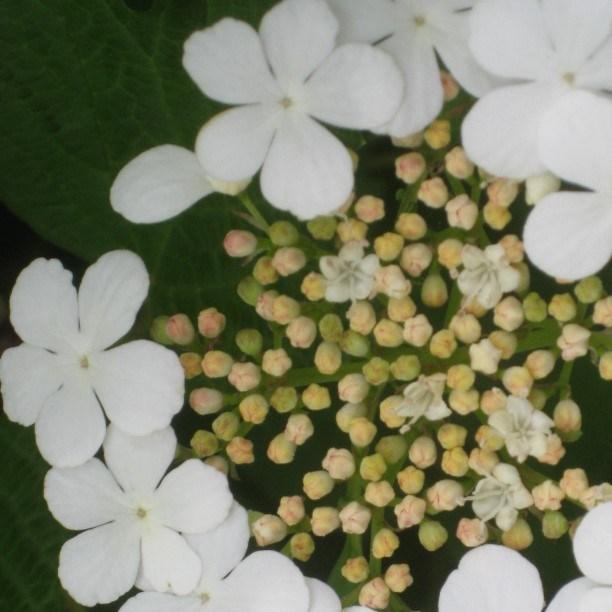 Japanese Snowball Mariesii in the GardenTags plant encyclopedia